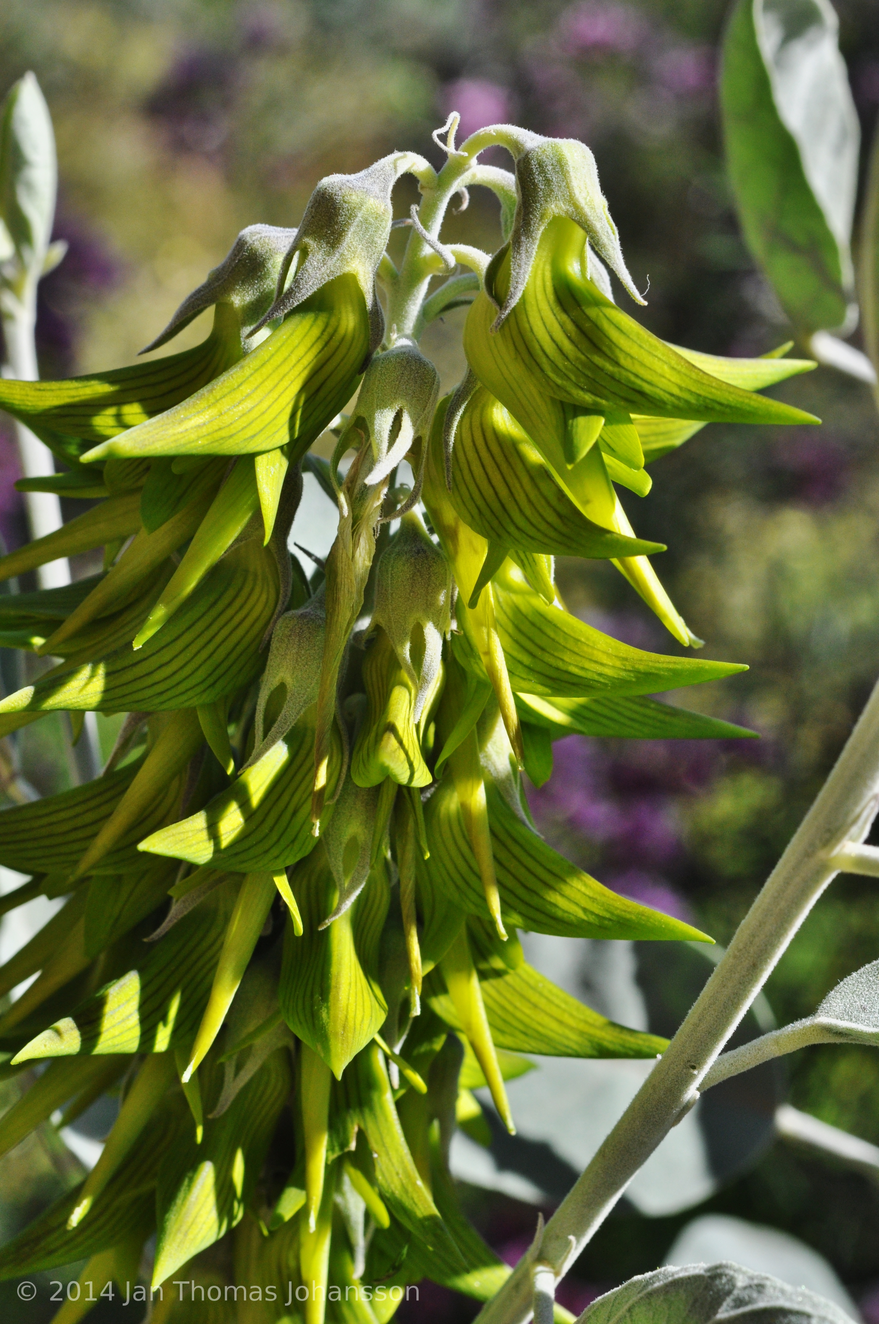 Crotalaria mucronata