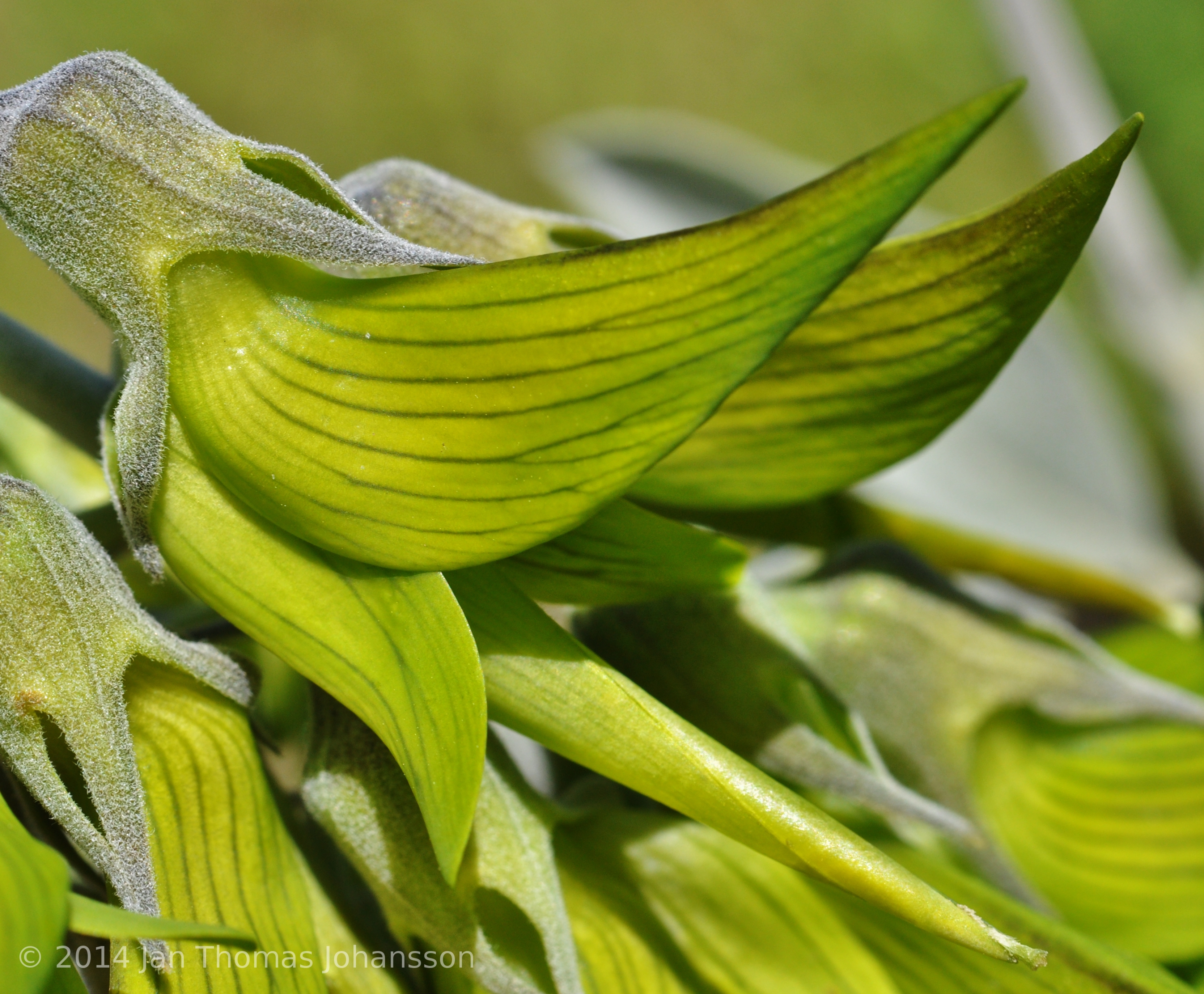 Crotalaria cunninghamii зеленая Кроталярия