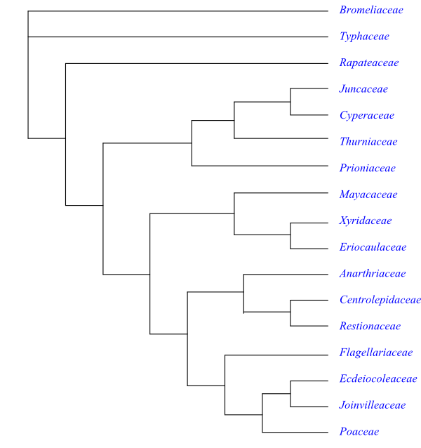 Urochloa mosambicensis in the Brazilian semi-arid region: morpho